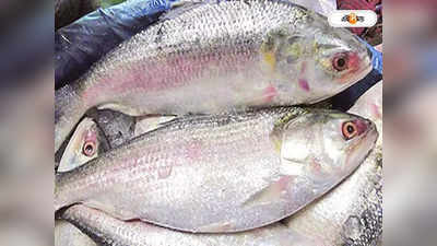 Bangladesh Ilish Fish Price : ২৫ টাকায় ইলিশ মাছ ! যাবেন না কী সেই দোকানে?