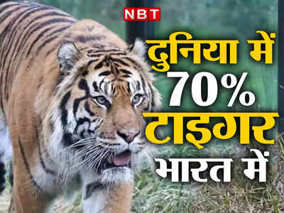 Jungle News: दुनिया में 70 प्रतिशत टाइगर भारत में, आने वाले हैं दक्षिण अफ्रीका से 12 और चीते