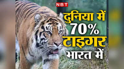 Jungle News: दुनिया में 70 प्रतिशत टाइगर भारत में, आने वाले हैं दक्षिण अफ्रीका से 12 और चीते
