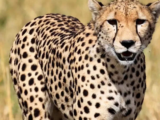 cheetah