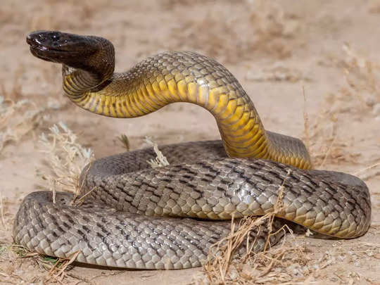 world top 10 venomous snake, दुनिया के 10 सबसे जहरीले सांप, एक का काटा तो  पानी भी नहीं मांगता, तुरंत होती है मौत - top 10 deadliest snakes in the  world inland