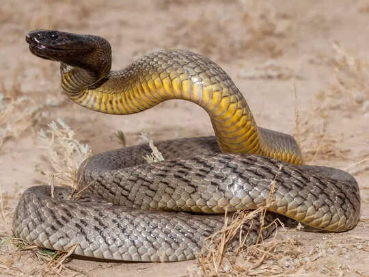 world top 10 venomous snake, दुनिया के 10 सबसे जहरीले सांप, एक का काटा तो पानी भी नहीं मांगता, तुरंत होती है मौत - top 10 deadliest snakes in the world inland world top 10 venomous snake, दुनिया के 10 सबसे जहरीले सांप, एक का काटा तो पानी भी नहीं मांगता, तुरंत होती है मौत - top 10 deadliest snakes in the world inland