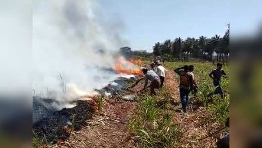 பற்றி எரிந்த கரும்புக்காடு - தாளவாடியில் 2 ஏக்கர் கரும்பு பயிர்கள் நாசம்