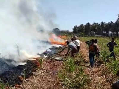 பற்றி எரிந்த கரும்புக்காடு - தாளவாடியில் 2 ஏக்கர் கரும்பு பயிர்கள் நாசம்