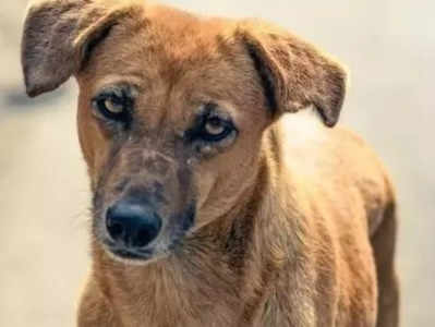 Karnataka News: उडुपी के कॉलेज कैंपस में कुत्ते को पीट-पीटकर मार डाला, दो पर एफआईआर दर्ज