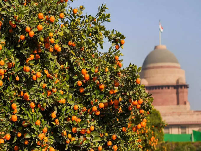 न्यूट्रीशियन गार्डन