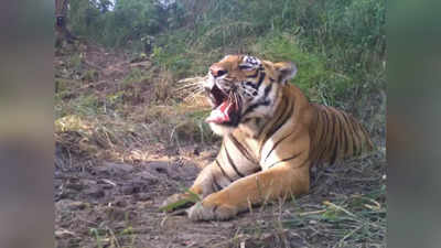 Tiger Population in India: ವಿಶ್ವದ ಶೇ 70ರಷ್ಟು ಹುಲಿ ಸಂತತಿ ಭಾರತದಲ್ಲಿ: ಸುಪ್ರೀಂಗೆ ಕೇಂದ್ರ ಸರಕಾರದ ವರದಿ
