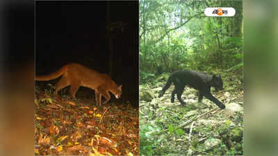 Buxa Tiger Reserve: ট্র্যাপ-ক্যামেরায় ধরা পড়ল বিরল ছবি! রাজ্যে প্রথমবার বক্সার জঙ্গলে হদিশ সোনালি বিড়ালের