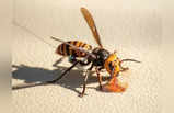 Bee Killer Hornet: घंटे भर में 30 हजार मधुमक्खियों को मार देते हैं हॉर्नेट, हत्यारों की शामत लाएगा नया डिवाइस