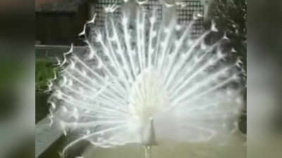 Viral Video: পেখম মেলে নাচছে ধবধবে সাদা ময়ূর! এমন সুন্দর ভিডিয়ো দেখেছেন?