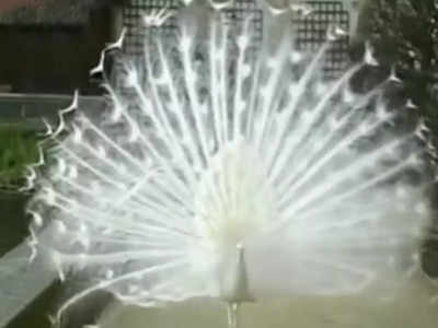 Viral Video: পেখম মেলে নাচছে ধবধবে সাদা ময়ূর! এমন সুন্দর ভিডিয়ো দেখেছেন?