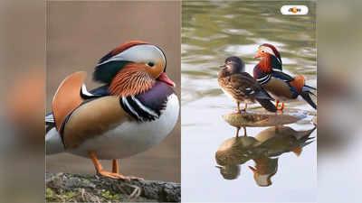 Mandarin Duck : ফিরল হারিয়ে যাওয়া ম্যান্ডারিন, জিরো উপত্যকায় হদিশ বিরল প্রজাতির পাখির