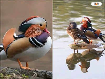 Mandarin Duck : ফিরল হারিয়ে যাওয়া ম্যান্ডারিন, জিরো উপত্যকায় হদিশ বিরল প্রজাতির পাখির