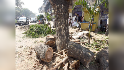 रस्ता रुंदीकरणासाठी १९ झाडांची कत्तल; माटुंग्यातील नागरिकांचा वृक्षतोडीला विरोध