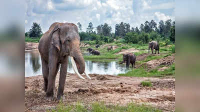 Jharkhand: वन क्षेत्र बढ़ने के बाद भी मानव और जंगली हाथियों के बीच बढ़ा संघर्ष, 5 साल में 462 लोगों की गई जान