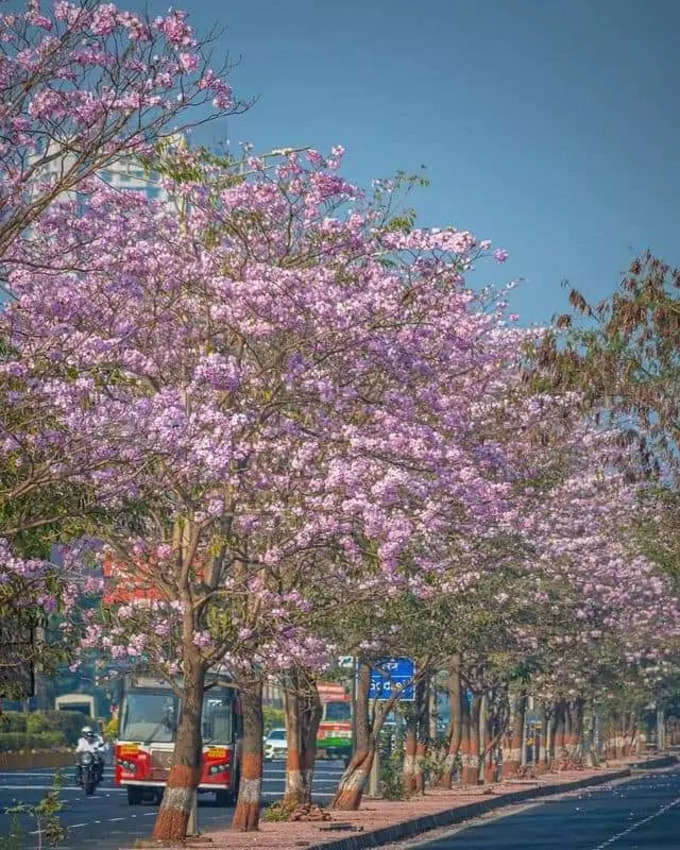 फुलं बहरल्यानंतर सौंदर्य