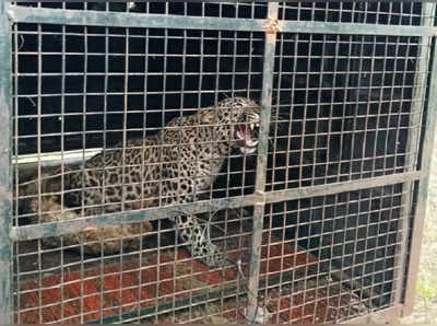 Leopard Rescue In Mysuru- ಮೈಸೂರಿನಲ್ಲಿ ಬೋನಿಗೆ ಬಿದ್ದ ಮತ್ತೊಂದು ಚಿರತೆ, ನಿಟ್ಟುಸಿರು ಬಿಟ್ಟ ಜನತೆ