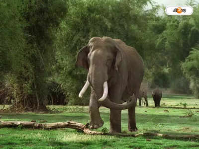 Elephant Attack : ঘাস কাটতে গিয়ে বুনো হাতির হানায় গুরুতর জখম বৃদ্ধা, আতঙ্ক ডুয়ার্সে