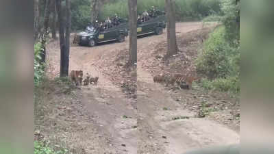 MP: शावकों को साथ Jungle में घूमने निकली Tigress, अद्भुत पल को देखकर रोमांचित हुए Tourists