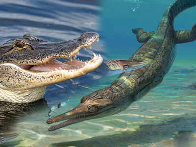 Crocodile Fossil Found: ब्रिटेन में मिला मगरमच्छ के चचेरे भाई का सबसे पुराना जीवाश्म, 18.5 करोड़ साल पहले मौत को दे दी थी मात