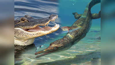 Crocodile Fossil Found: ब्रिटेन में मिला मगरमच्छ के चचेरे भाई का सबसे पुराना जीवाश्म, 18.5 करोड़ साल पहले मौत को दे दी थी मात