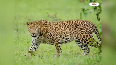 Leopard Fight : সঙ্গিনী দখলের যুদ্ধে প্রাণ গেল চিতাবাঘের