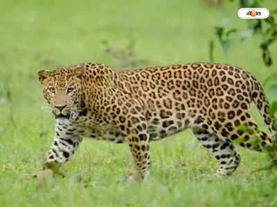 Leopard Fight : সঙ্গিনী দখলের যুদ্ধে প্রাণ গেল চিতাবাঘের