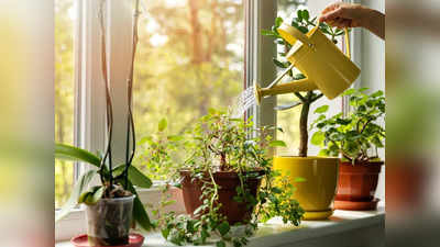 Indoor Plants : ఇంట్లో చెట్లు పెంచుతున్నారా.. ఈ సమస్యలు రావొచ్చు..