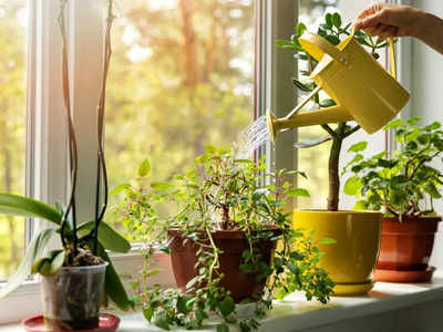 Indoor Plants : ఇంట్లో చెట్లు పెంచుతున్నారా.. ఈ సమస్యలు రావొచ్చు..