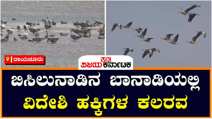 Foreign Bird: ಬಿಸಿಲನಾಡು ರಾಯಚೂರಿನ ತುಂಗಾ ತೀರಾದಲ್ಲಿ ವಿದೇಶಿ ಹಕ್ಕಿಗಳ ಕಲರವ, ಹೆಬ್ಬಾತು, ಕಾಮನ್ ಕ್ರೇನ್ ತುಂಟಾಟಕ್ಕೆ ಮನಸೋತ ಪ್ರವಾಸಿಗರು