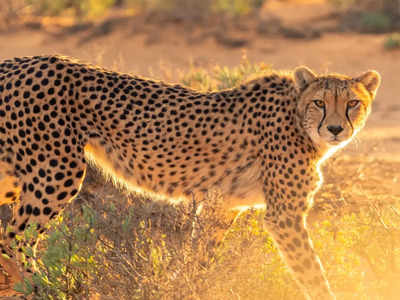 Cheetah Safari: చీతా సఫారీ చేయాలనే కోరిక ఉందా.. అయితే అందుకు సిద్ధంగా ఉండండి!