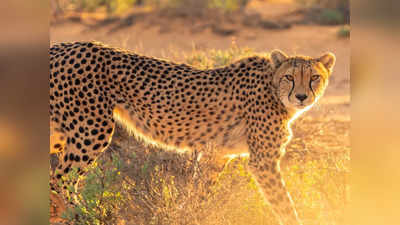 Cheetah Safari: చీతా సఫారీ చేయాలనే కోరిక ఉందా.. అయితే అందుకు సిద్ధంగా ఉండండి!