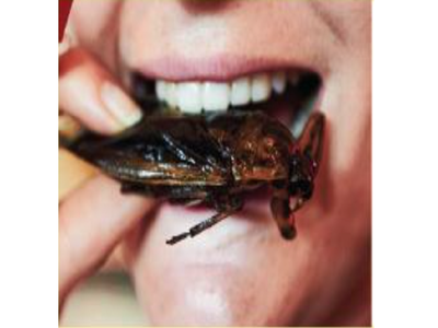 खरंच कीटक खाणं पर्यावरणपूरक ठरू शकतं का? कीटकशास्त्रज्ञ म्हणतात...