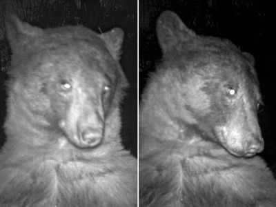 Selfie Bear: भालू को जंगल में मिल गया कैमरा, उसने धड़ाधड़ अपनी 400 सेल्फी खींच लीं