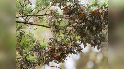 Western Monarch Butterfly:  यहां 4828 किमी की दूरी तय करती हैं तितलियां, दो साल के बाद आबादी में हुआ इजाफा