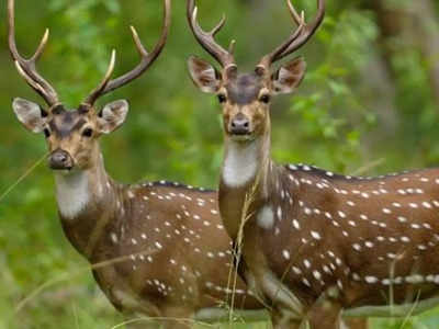 Coronavirus Deer: इंसानों के साथ अब जानवरों को चपेट में ले रहा कोरोना वायरस, अमेरिका में हिरण में पाया गया