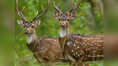 Coronavirus Deer: इंसानों के साथ अब जानवरों को चपेट में ले रहा कोरोना वायरस, अमेरिका में हिरण में पाया गया