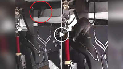 Kerala: डायमंड नेकलेस चुराते हुए CCTV में कैद हुआ चूहा, IPS ने पूछा- किसके लिए ले गया होगा?