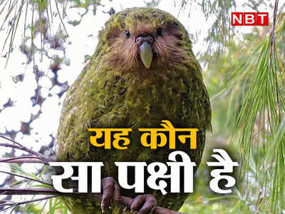 दुनिया का सबसे तगड़ा तोता, जो उड़ना भूल गया है! दुनिया में केवल 249 बचे हैं