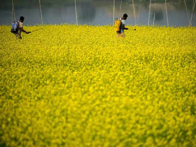 Agricultural Budget 2023: কৃষি খাতে বাজেট বরাদ্দ অর্থমন্ত্রীর, তবু মিস থাকল কী কী?