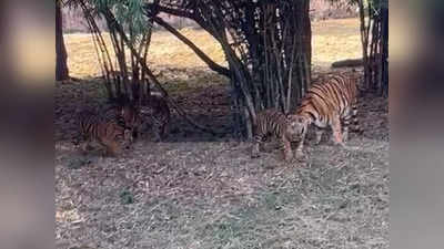 Kanan Pendari Zoo में शावक मितान की मौत, रंभा बाघिन खतरनाक वायरस की चपेट में