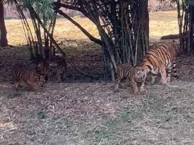 Kanan Pendari Zoo में शावक मितान की मौत, रंभा बाघिन खतरनाक वायरस की चपेट में