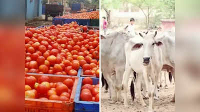 Chhindwara में भाव नहीं मिले तो मवेशियों को खिला दिए Tomato, 1 गाय समेत 6 की मौत, सामने आई वजह