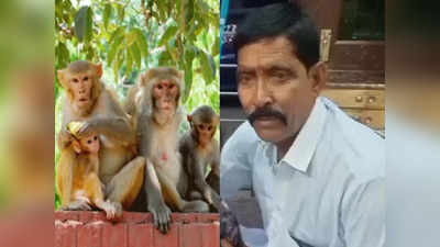 Monkey Attack: घर की छत पर धूप सेंक रहे बुजुर्ग पर बंदरों ने कर दिया अटैक, नीचे गिरने से मौत
