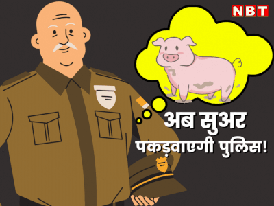 Bhilwara में सुअरों पर संग्राम, सोशल मीडिया पर चिट्‌ठी Viral हुई, लोग पूछ रहे... अब Police पकड़वाएगी सूअर?
