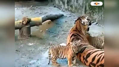 Tiger Cub Died In Virus : অজানা ভাইরাসে মৃত ব্যঘ্র শাবক, আতঙ্ক ছত্তিশগড়ের চিড়িয়াখানায়