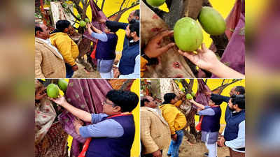 जिस कमंडल से पानी छिड़क कर साधु-संत देते थे श्राप, मिल गया उसका पेड़; BJP नेता ने शेयर की तस्वीर