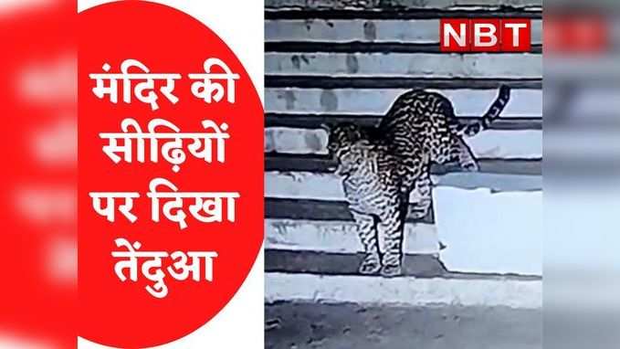 Bamleshwari Temple में फिर दिखा Leopard, शिकार की तलाश में सीढ़ियों पर आया नजर