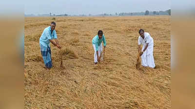 மயிலையில் மழையால் ஆயிரம் 75 ஏக்கர் பயிர்கள் நாசம் - வேதனையில் விவசாயிகள்