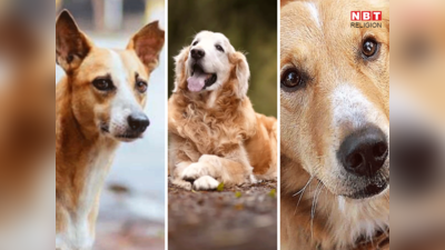 Dog Omens कुत्‍ता पन्नी, रोटी, मांस, कपड़े का टुकड़ा, मुंह में दबाएं आए तो क्या होता है इसका मतलब